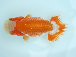 天狗會　当歳魚研究会　特選五　伊藤嘉男