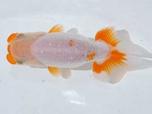 横浜観魚会 11席　目黒康弘