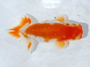 横浜観魚会 12席　永野勝治