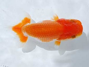 横浜観魚会 13席　川守田勝義