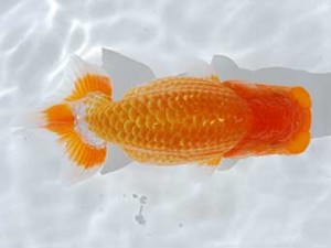 横浜観魚会 15席　高地成弥