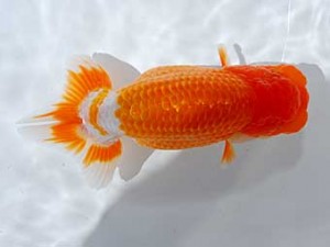 横浜観魚会 2席　安田英一