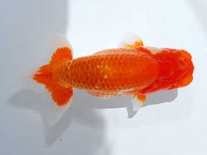 横浜観魚会 3席　竹之内博幸