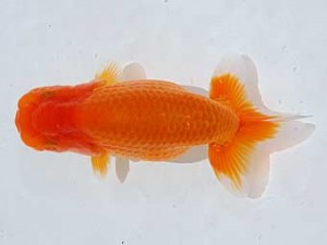 横浜観魚会 4席　藤川直子