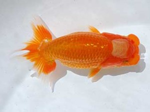 横浜観魚会 5席　齋藤一成