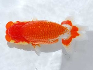 横浜観魚会 6席　大津善人