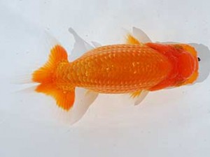 横浜観魚会 7席　斉藤宏典