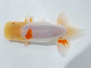 横浜観魚会 8席　目黒康弘