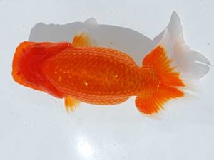 横浜観魚会 9席　鈴木貴光