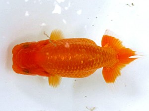 愛魚会　第3回研究会　1位　林　和明