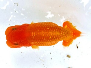 愛魚会　第3回研究会　2位　林　和明