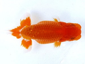 愛魚会　第3回研究会　3位　三宅雅也