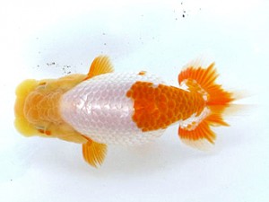 愛魚会　第3回研究会　4位　大屋智照