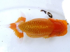 愛魚会　第3回研究会　5位　高地辰夫