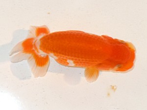 房総らんちう会　第3回研究会　1位　大渕　功