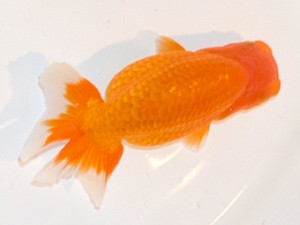 房総らんちう会　第3回研究会　2位　秋元和男