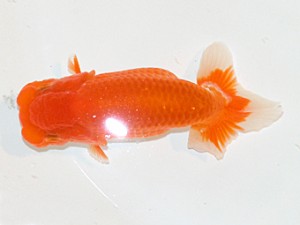 房総らんちう会　第3回研究会　3位　大渕　功