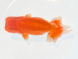 房総らんちう会　第3回研究会　4位　和田明男