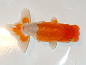 房総らんちう会　第3回研究会　5位　伊宮利徳