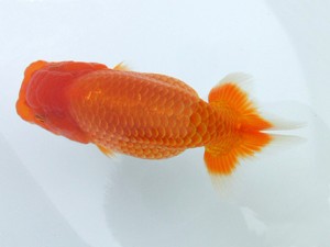 文化連合会　第3回研究会　東大関　立松和三