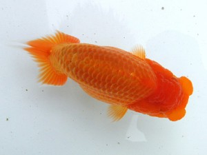 文化連合会　第3回研究会　西大関　井上廣太