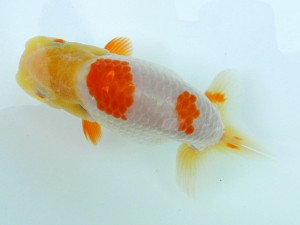 文化連合会　第3回研究会　立行司　立松和三