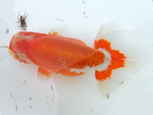 文化連合会　第3回研究会　東取締　吉村昭治