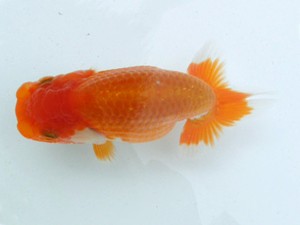 文化連合会　第3回研究会　西取締　伊藤弘之