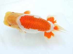 遠錦会　東大関　安藤　寛（森町）