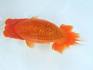 遠錦会　西大関　鈴木和男（浜松市）