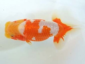 遠錦会　立行司　服部行宏（磐田市）