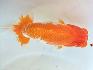 遠錦会　東取締　安藤　寛（森町）