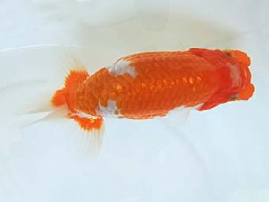 遠錦会　西取締　スクリット（タイ）