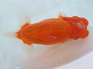 遠錦会　東大関　鈴木裕司（磐田市）