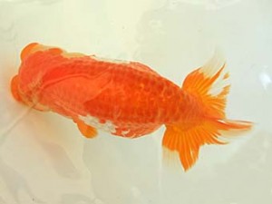 遠錦会　立行司　鈴木敏宏（浜松市）