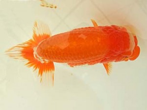 遠錦会　東大関　二橋敏郎（浜松市）