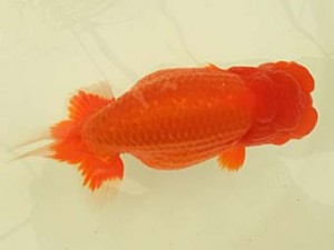 遠錦会　西大関　吉村友良（富士市）