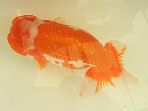 遠錦会　立行司　前田鉦一（焼津市）