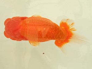 遠錦会　東取締　中川元吉（磐田市）