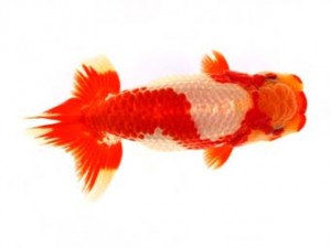 福山らんちゅう愛魚会　一席　桑元明文　世羅郡