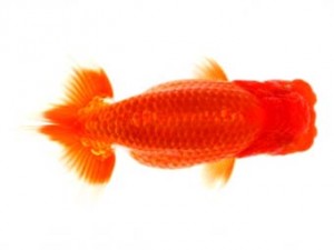 福山らんちゅう愛魚会　三席　三宅一共　浅口市