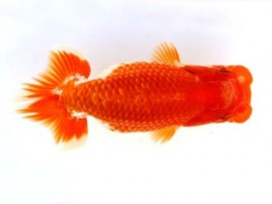 福山らんちゅう愛魚会　四席　森田智洋　福山市