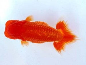 福山らんちゅう愛魚会　五席　奥迫賢二　福山市