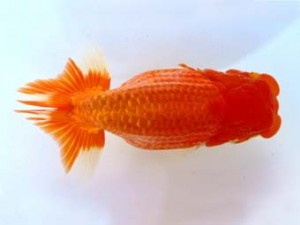 福山らんちゅう愛魚会　一席　小山敏信　東広島市