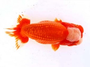 福山らんちゅう愛魚会　二席　平内薫史　呉市