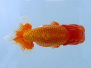 福山らんちゅう愛魚会　三席　遠藤正一　浅口市