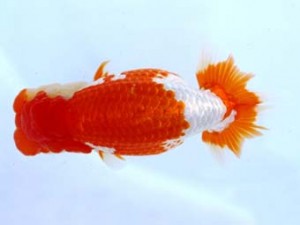 福山らんちゅう愛魚会　四席　石田一男　福山市