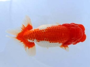 福山らんちゅう愛魚会　二席　加藤弘志　倉敷市