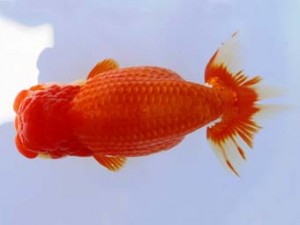 福山らんちゅう愛魚会　三席　小山敏信　東広島市