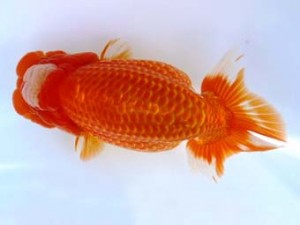 福山らんちゅう愛魚会　四席　笹井史治　福山市